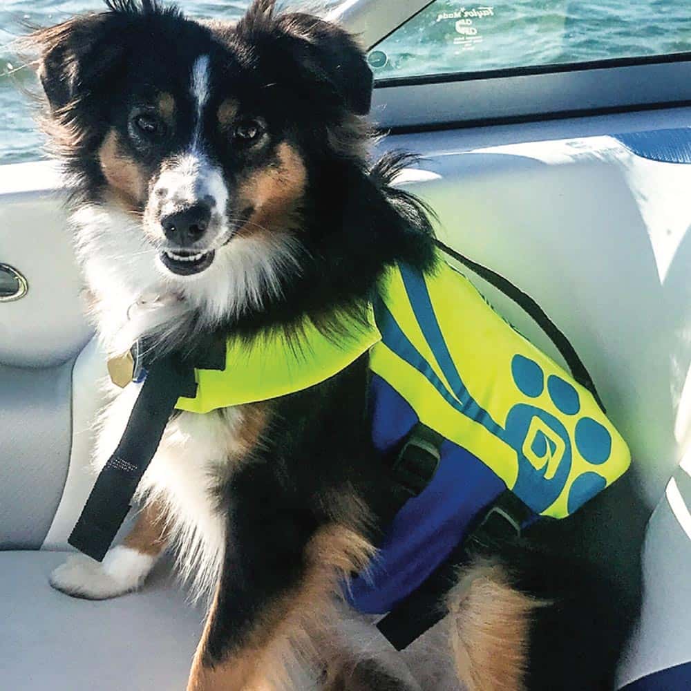 2021-OBrien-Vests_0022_2021 pet vest
